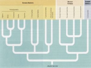 Introduction to the Archaea Lifes extremists Dr Carl