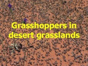 Grasshoppers in desert grasslands Weather Direct and Indirect