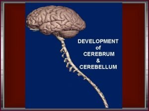 DEVELOPMENT of CEREBRUM CEREBELLUM INTRODUCTION By the beginning