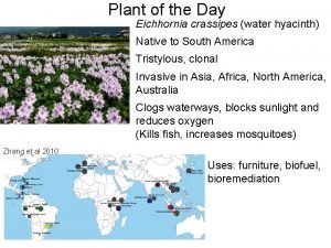 Plant of the Day Eichhornia crassipes water hyacinth