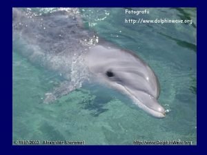 Fotografii http www dolphinwave org Delfinii detin o