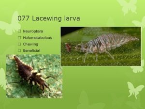 077 Lacewing larva Neuroptera Holometabolous Chewing Beneficial 078