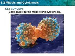 Interphase to cytokinesis