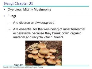 Fungi Chapter 31 Overview Mighty Mushrooms Fungi Are