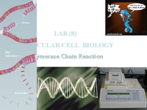 LAB 8 MOLECULAR CELL BIOLOGY Polymerase Chain Reaction