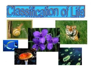 Most general to most specific classification