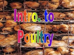 What is poultry