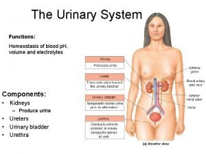 The Urinary System Functions Homeostasis of blood p