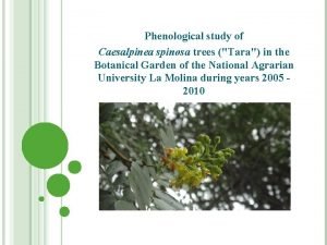 Phenological study of Caesalpinea spinosa trees Tara in