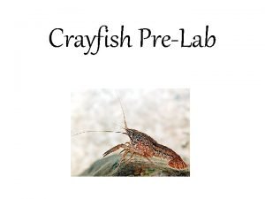 Carapace function crayfish