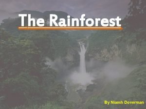 The Rainforest By Niamh Doverman 1 Contents Facts