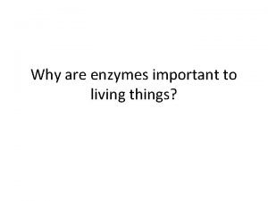 Why are enzymes so important to living things