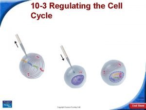 Section 10-3 regulating the cell cycle