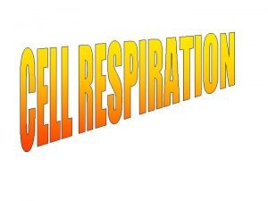 Meaning of cellular respiration