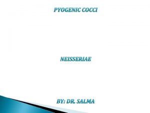 Diplococcus gram negatif