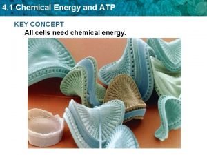 4 1 Chemical Energy and ATP KEY CONCEPT