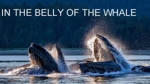 Baleen whale vs toothed whale