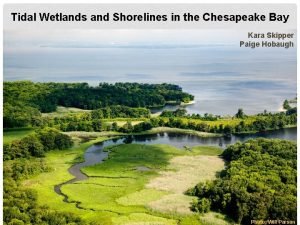 Tidal Wetlands and Shorelines in the Chesapeake Bay