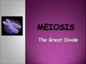 MEIOSIS The Great Divide 1 2 MEIOSIS 1