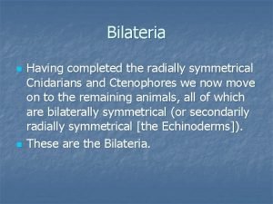 Bilateria n n Having completed the radially symmetrical