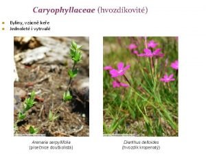 Caryophyllaceae hvozdkovit n n Byliny vzcn kee Jednolet