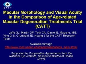 Macular Morphology and Visual Acuity in the Comparison