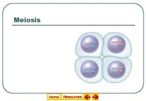 Meiosis Sexual Reproduction and Genetics Meiosis General Overview
