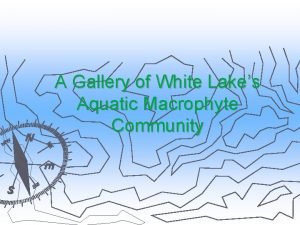 A Gallery of White Lakes Aquatic Macrophyte Community