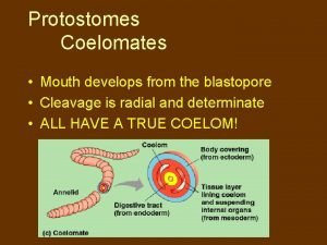 Protostomes Coelomates Mouth develops from the blastopore Cleavage