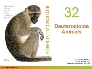 32 Deuterostome Animals Lecture Presentation by Cindy S