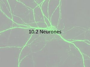 10 2 Neurones Learning Ojectives To understand the