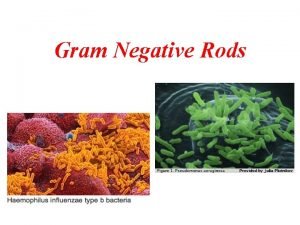 Enterobacteriaceae family characteristics