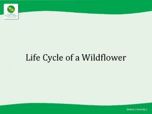 Life cycle of a wildflower