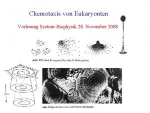 Chemotaxis von Eukaryonten Vorlesung System Biophysik 28 November