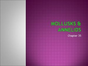 MOLLUSKS ANNELIDS Chapter 35 PHYLUM MOLLUSCA Section 35