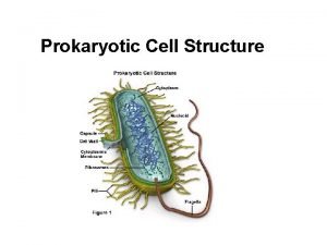 Prokaryotic Cell Structure Bacteria shape and size Bacteria