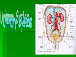 Urinary System Functions of Urinary System 1 Excretion