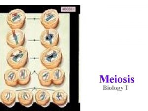 Meiosis Biology I Meiosis 1 2 Is the