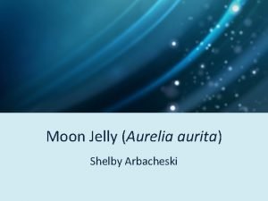 Moon jellyfish taxonomy