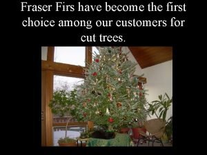 Fraser Firs have become the first choice among