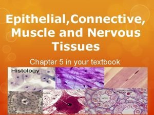 Epithelial Connective Muscle and Nervous Tissues Chapter 5