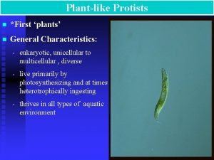 Plant like protists characteristics