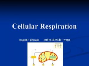 Cellular Respiration oxygen glucose carbon dioxide water energy