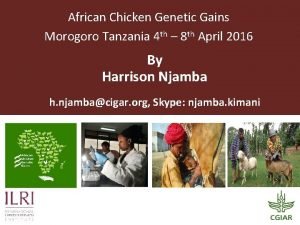 African Chicken Genetic Gains Morogoro Tanzania 4 th