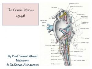 Cranial nerves 2 3 4 6