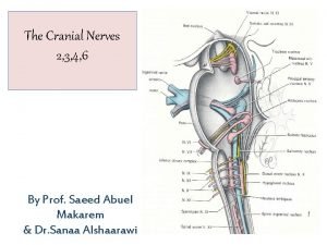 Optic chiasm