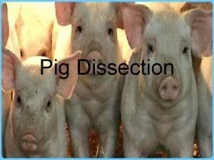 Pig dissection