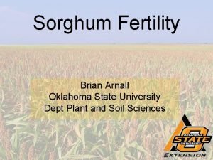 Sorghum Fertility Brian Arnall Oklahoma State University Dept