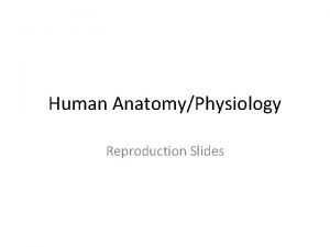 Human AnatomyPhysiology Reproduction Slides HUMAN REPRODUCTION 27 2