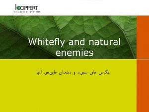 Whitefly